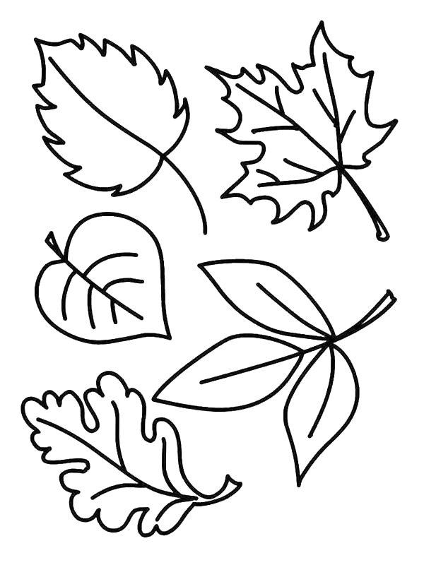 Ausmalbild 5 Herbstblätter  