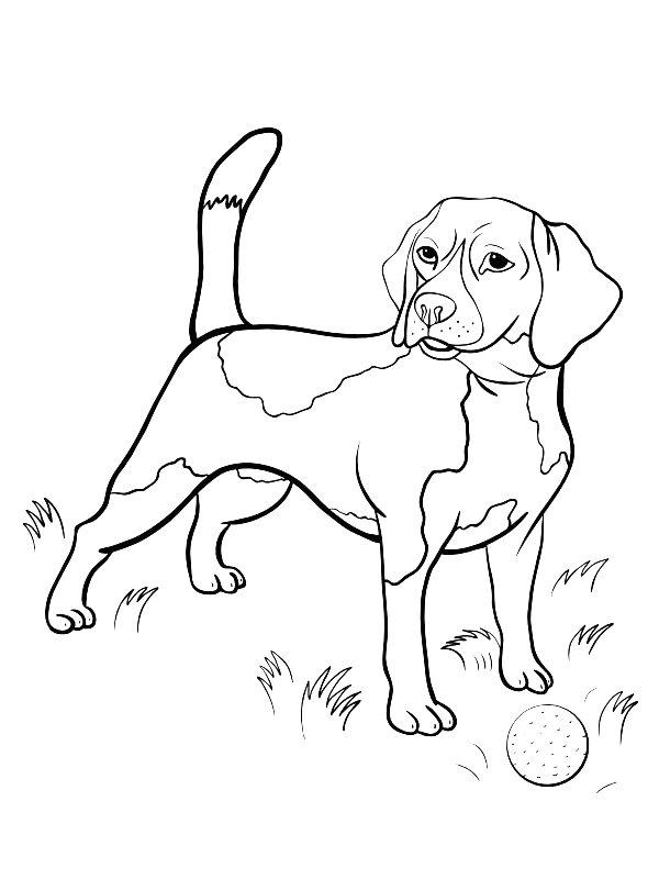 Ausmalbild Beagle  