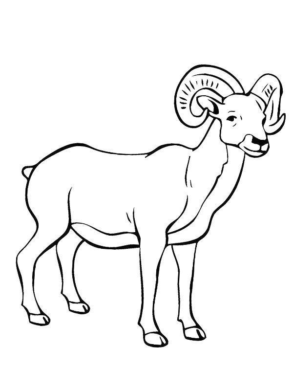 Ausmalbild Bergschaf  