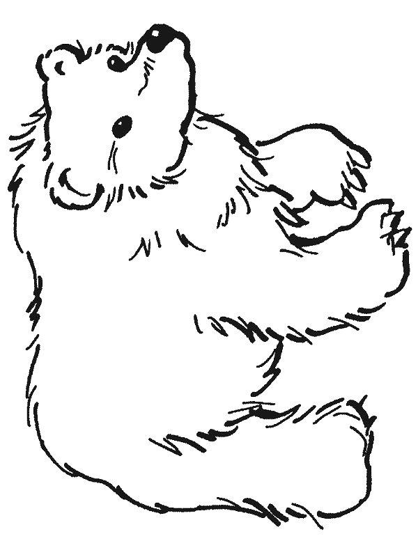 Ausmalbild Braunbär  