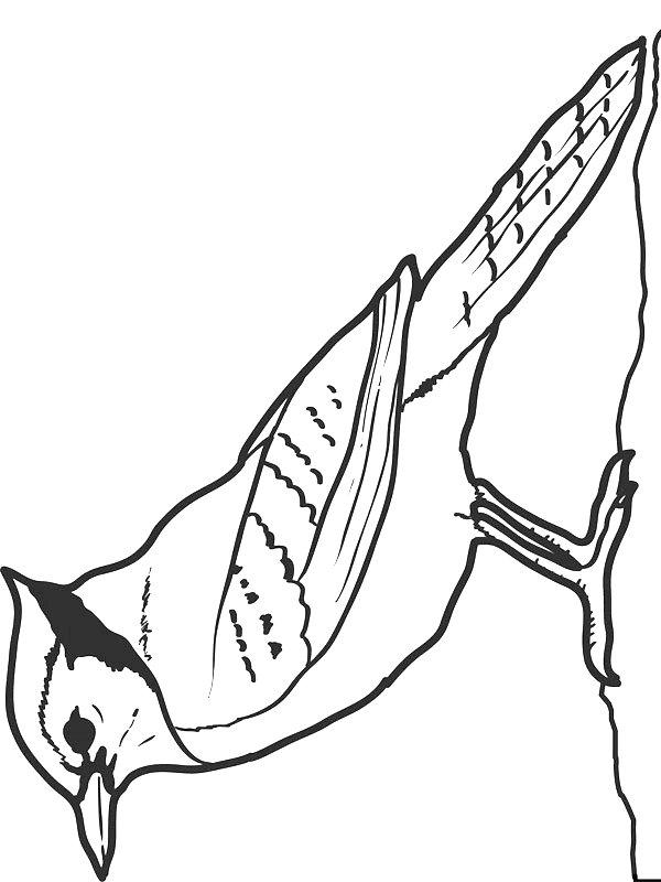 Ausmalbild Brokkoli  