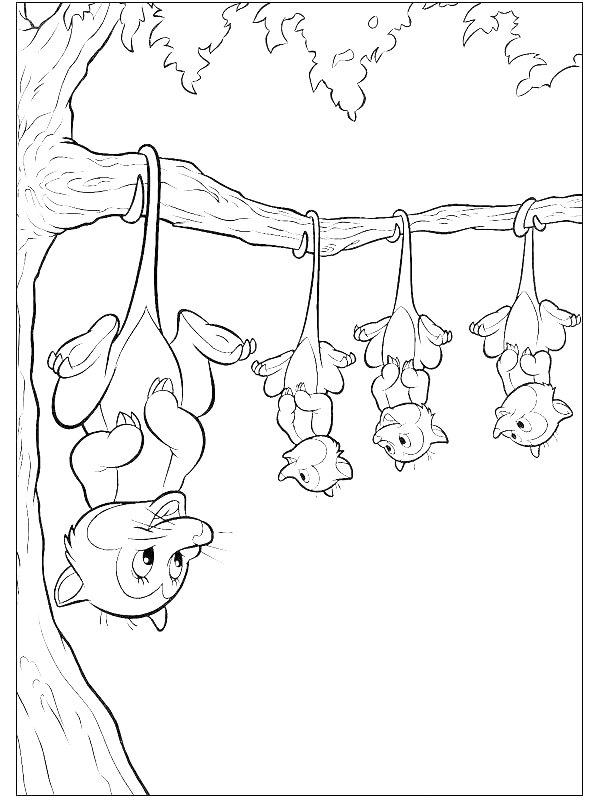 Ausmalbild Die Beutelratten  