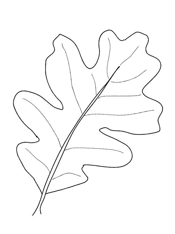Ausmalbild Eichenblatt  