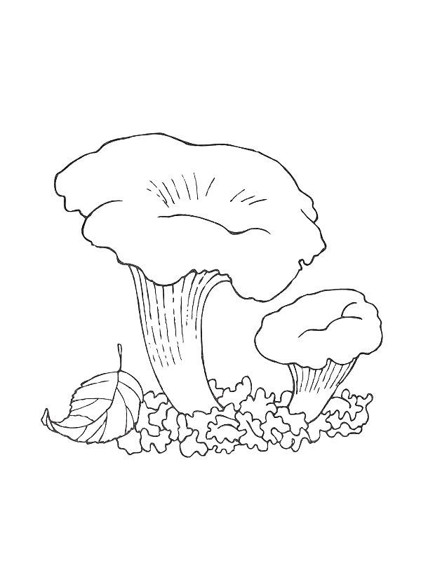 Ausmalbild Eierschwamm  