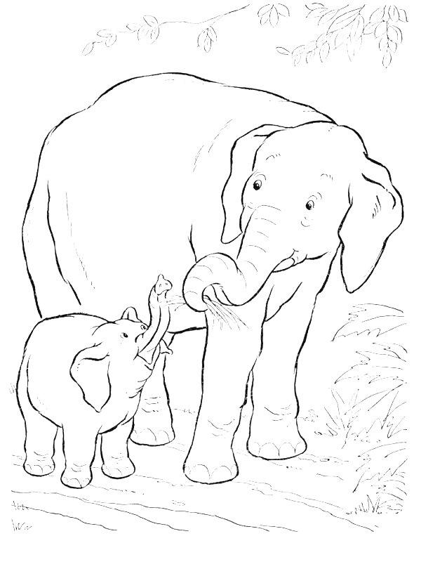 Ausmalbild Elefant und Baby-Elefant  