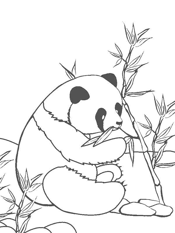 Ausmalbild Essender Panda  