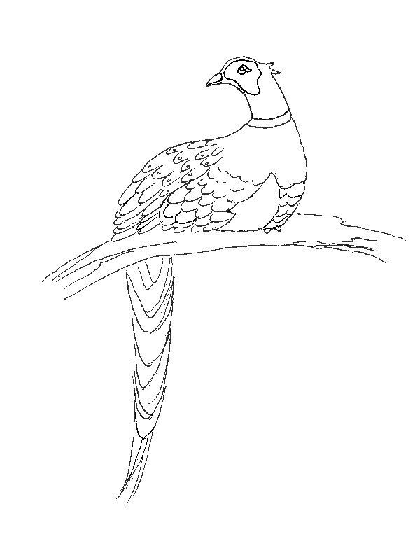 Ausmalbild Fasan  