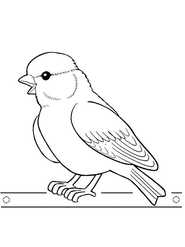 Ausmalbild Gimpel Vogel  