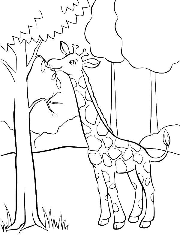 Ausmalbild Giraffe isst  
