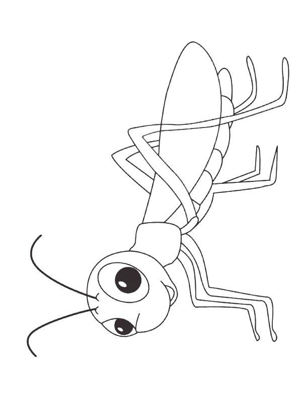 Ausmalbild Grashüpfer  