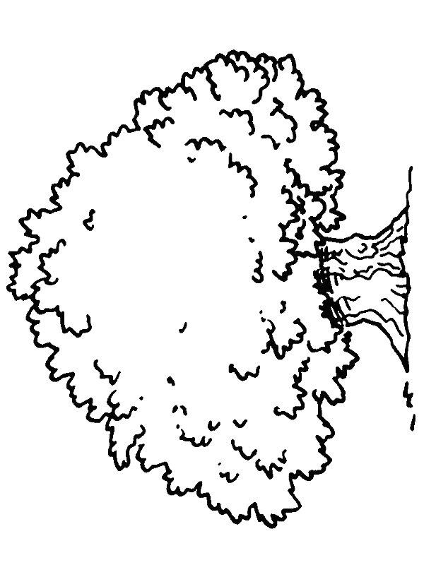 Ausmalbild Großer Baum  