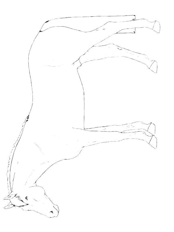 Ausmalbild Hannoveraner Pferd  