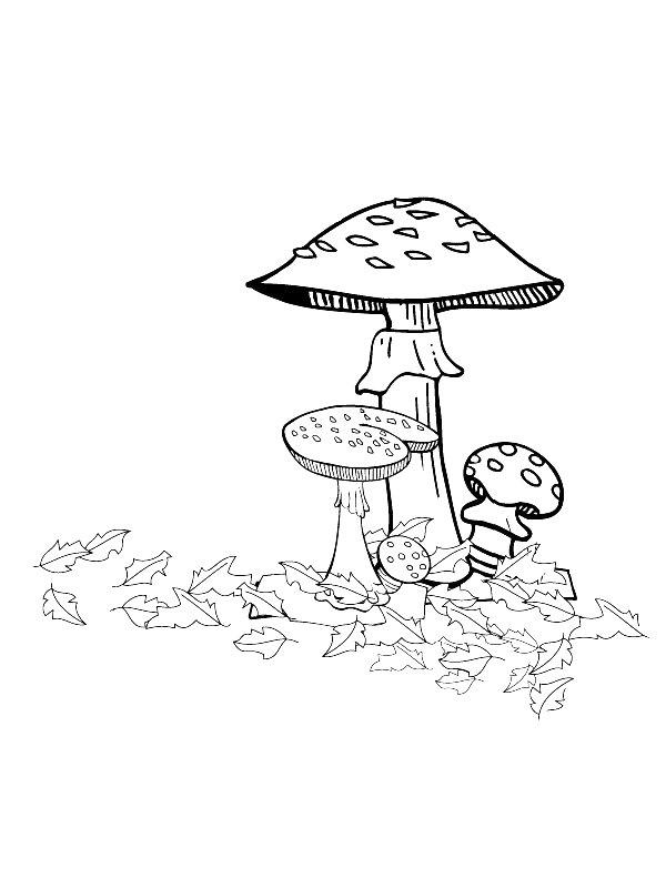 Ausmalbild Herbstpilze  