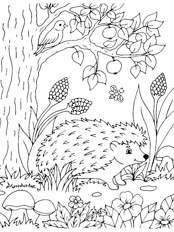 Ausmalbild Igel in der Natur  