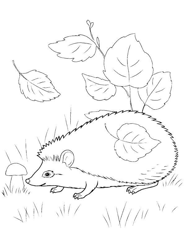 Ausmalbild Igel zwischen den Blättern  