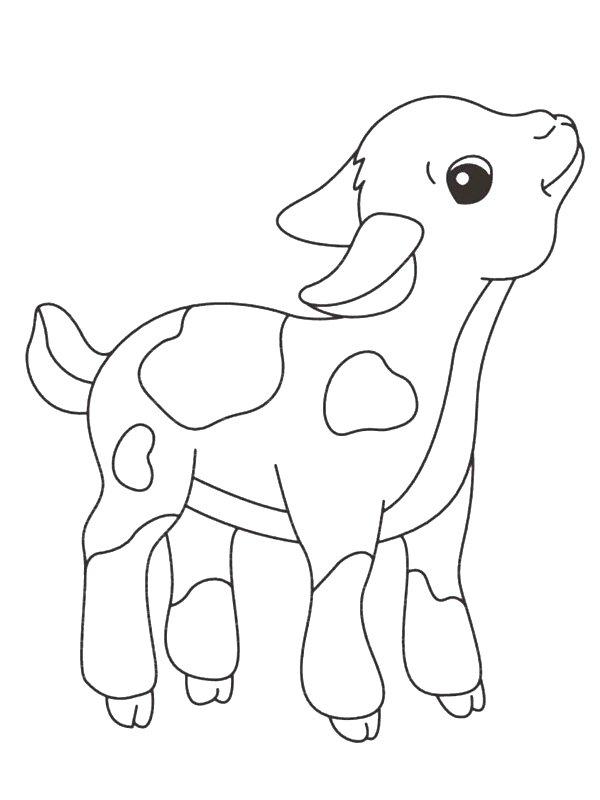 Ausmalbild Kalb  