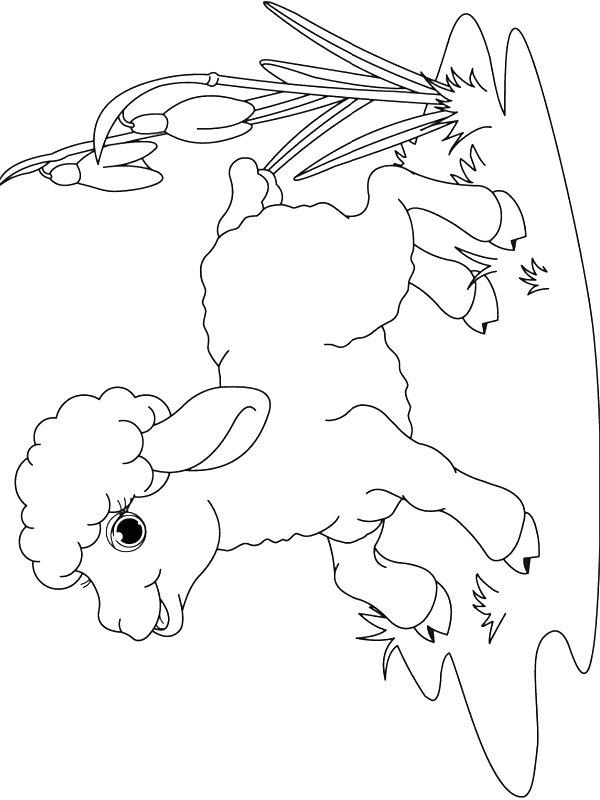 Ausmalbild Lamm  