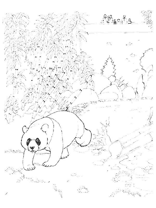 Ausmalbild Panda im Zoo  