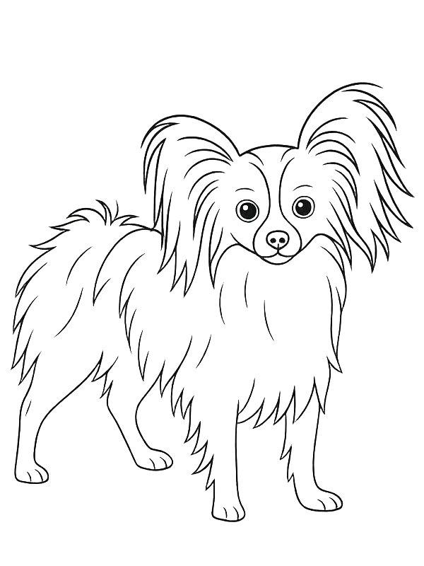 Ausmalbild Papillon Hund  
