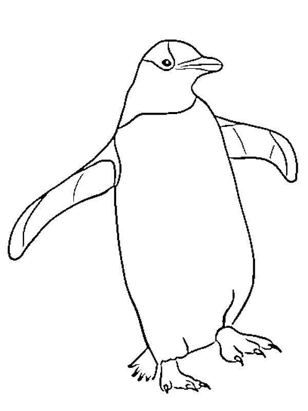 Ausmalbild Pinguin  