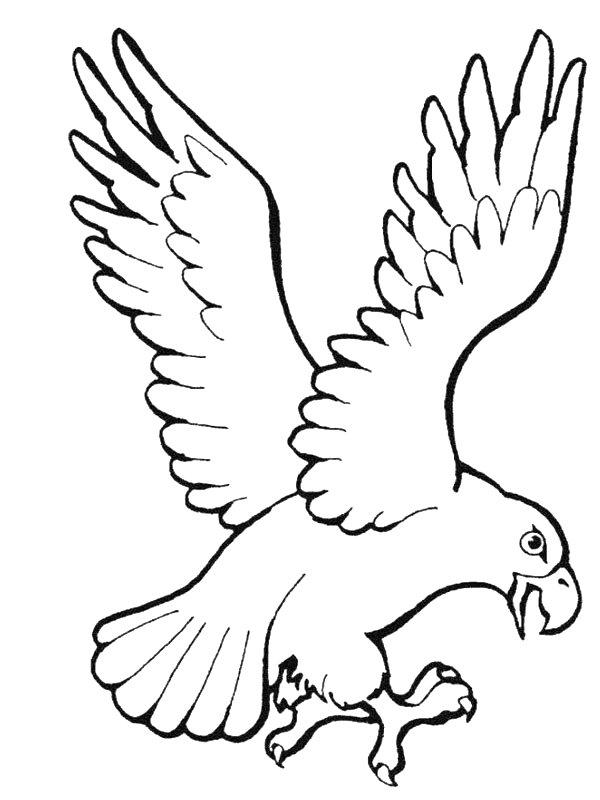 Ausmalbild Raubvogel  