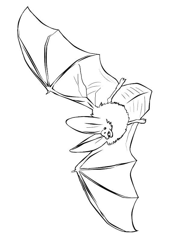 Ausmalbild Realistische Fledermaus  