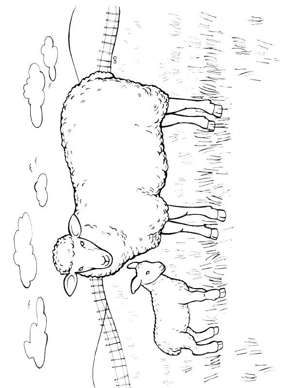 Ausmalbild Schafe und Lämmer  