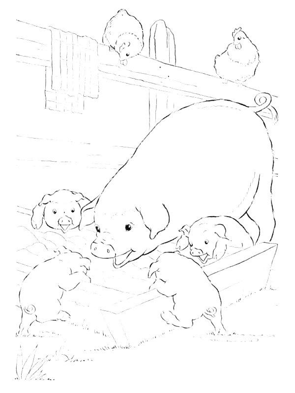Ausmalbild Schweine  