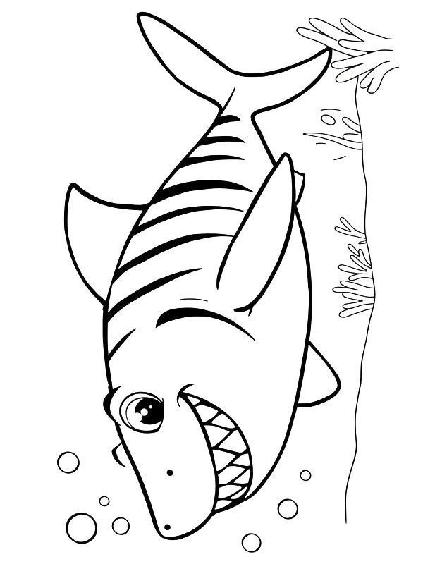 Ausmalbild Tigerhai  