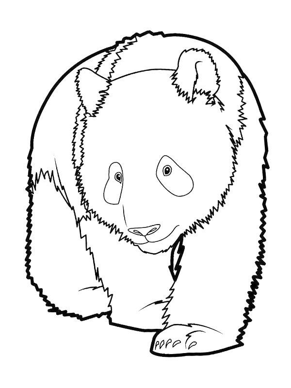 Ausmalbild Trauriger Panda  