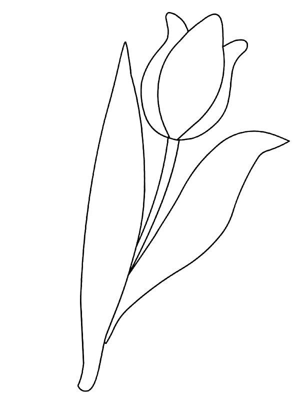Ausmalbild Tulpenblume  