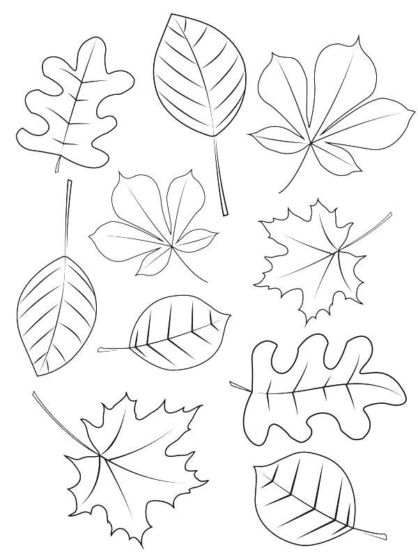 Ausmalbild Verschiedene Herbstblätter  