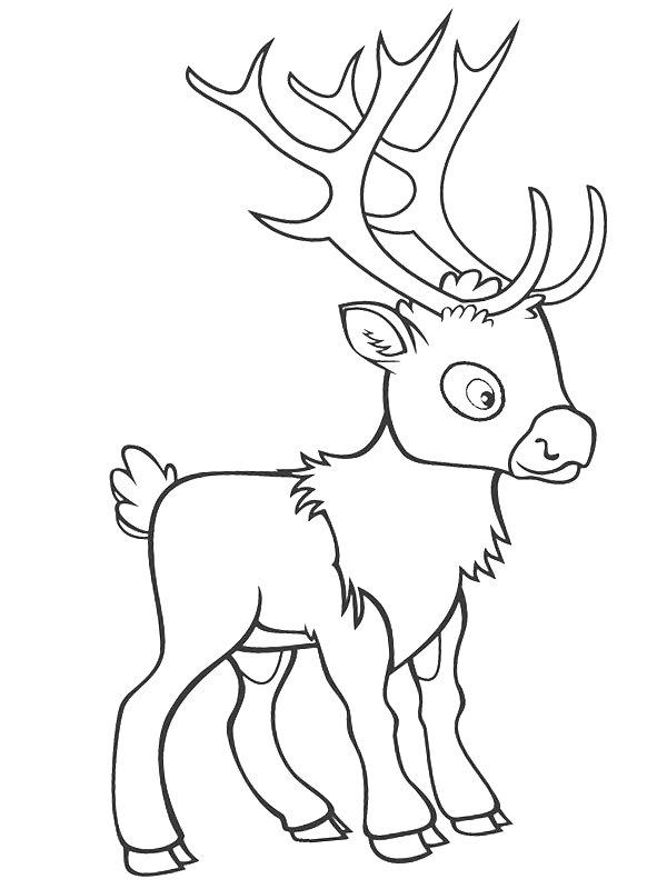 Ausmalbild Weihnachtsrentier  