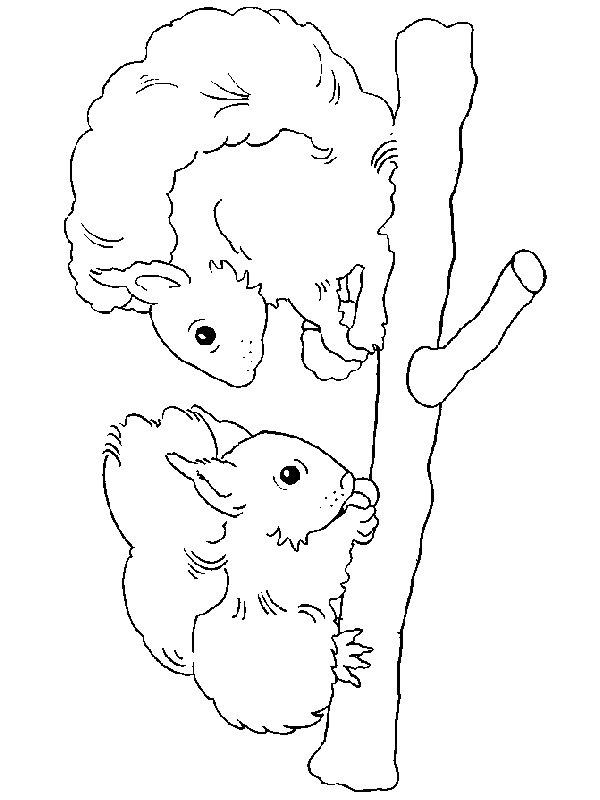 Ausmalbild Zwei Eichhörnchen  