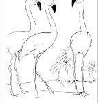 Ausmalbilder Flamingo