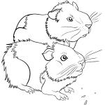 Ausmalbilder Meerschweinchen