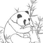 Ausmalbilder Panda