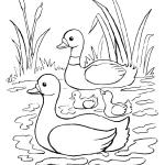 Ausmalbilder Schwan