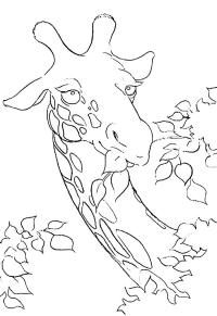 Ausmalbild Giraffe am Fressen  