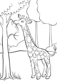 Ausmalbild Giraffe isst  