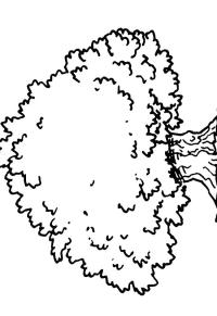 Ausmalbild Großer Baum  