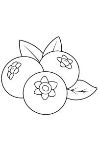 Ausmalbild Heidelbeeren  