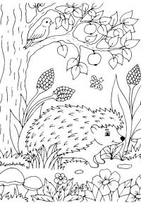 Ausmalbild Igel in der Natur  