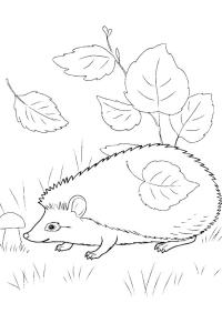 Ausmalbild Igel zwischen den Blättern  