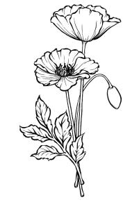 Ausmalbild Mohn  