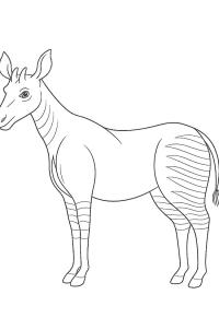 Ausmalbild Okapi  