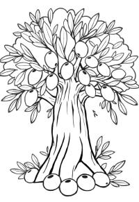 Ausmalbild Olivenbaum  