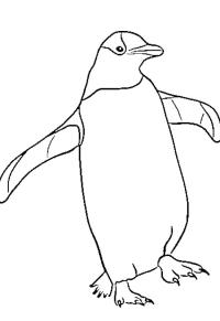 Ausmalbild Pinguin  