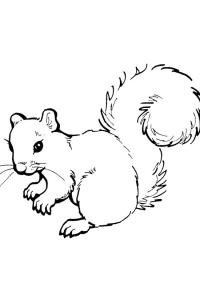 Ausmalbild Realistisches Eichhörnchen  