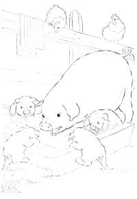 Ausmalbild Schweine  